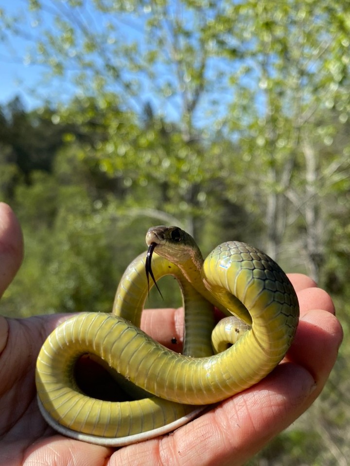 Western Yellowbelly Racer